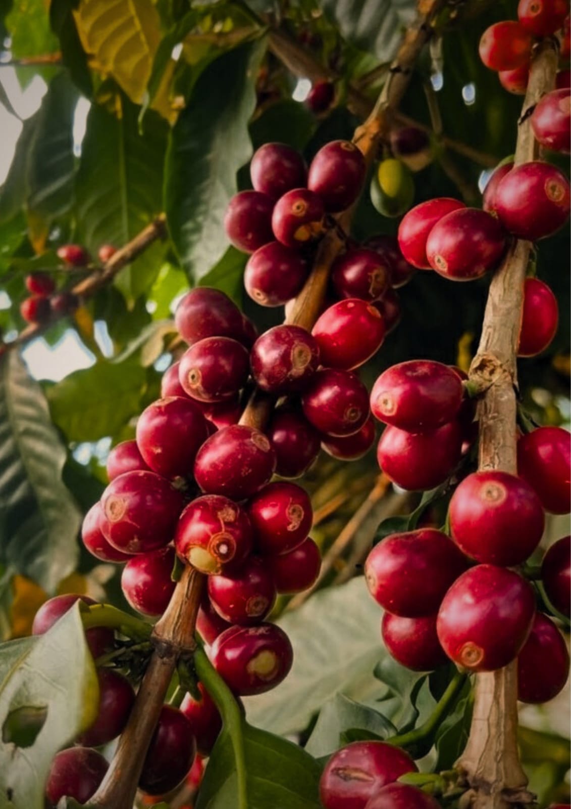 WhatsApp Image 2025-08-31 at 15.47.13