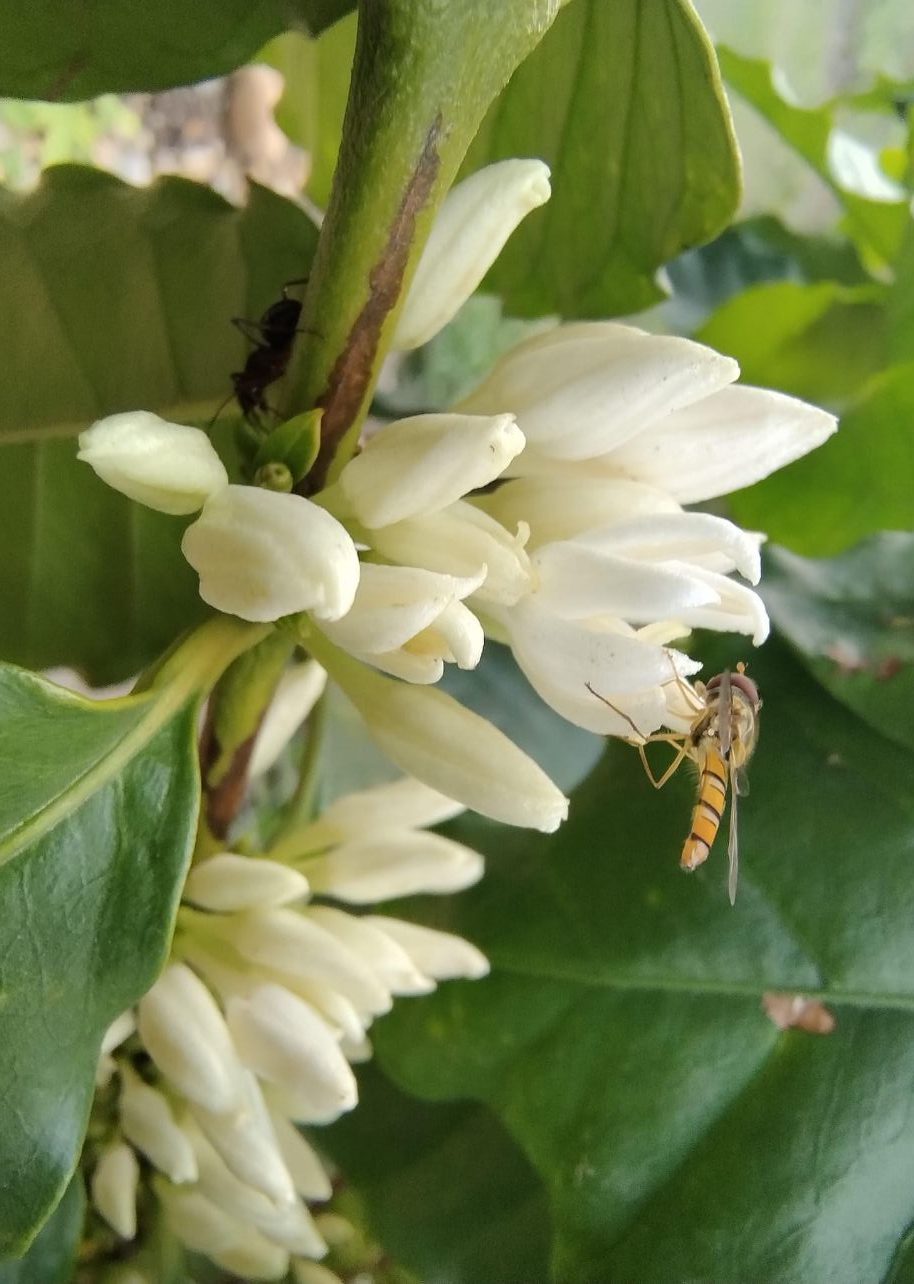 Everest Organic Coffee