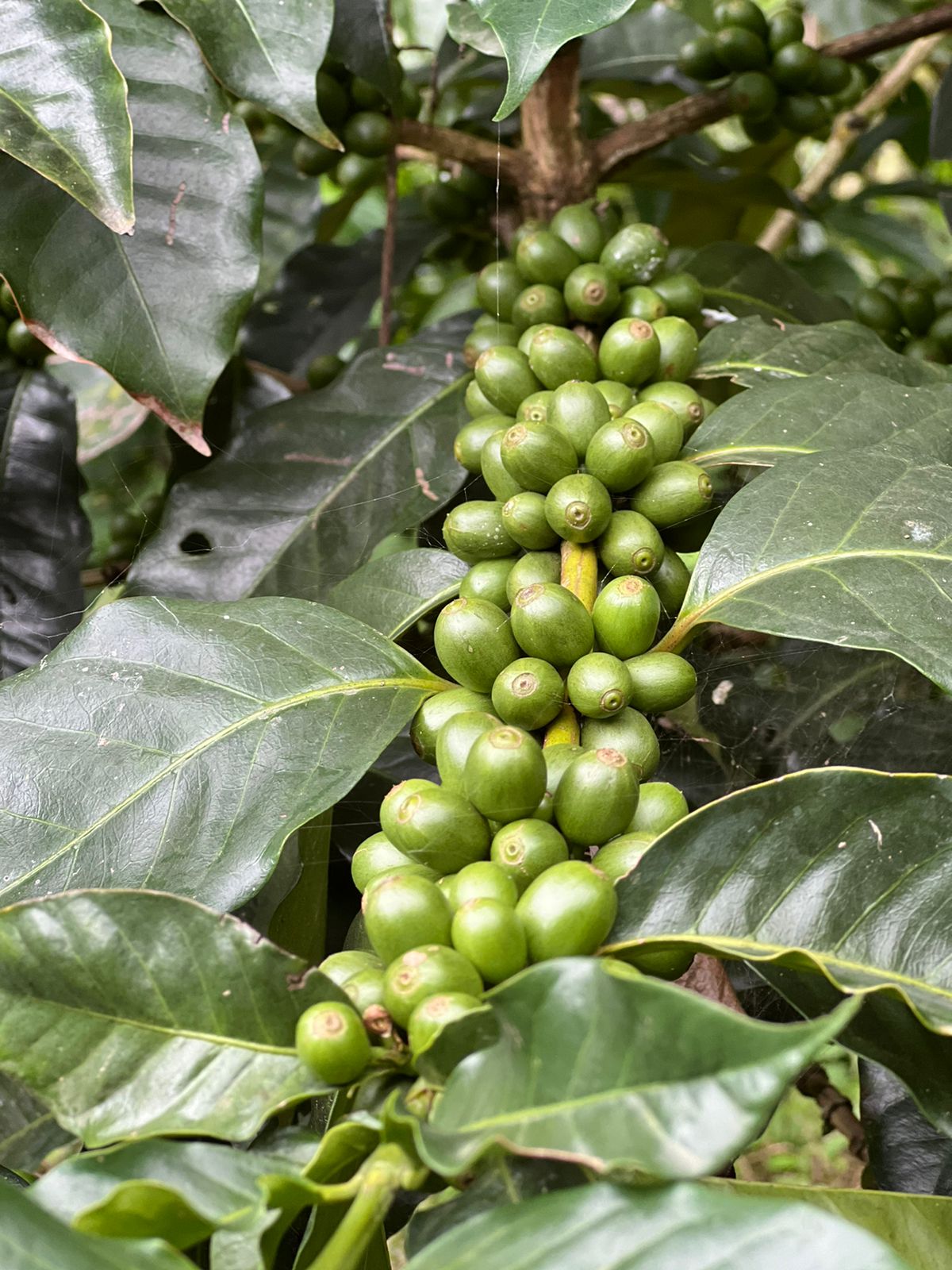 Everest Organic Coffee